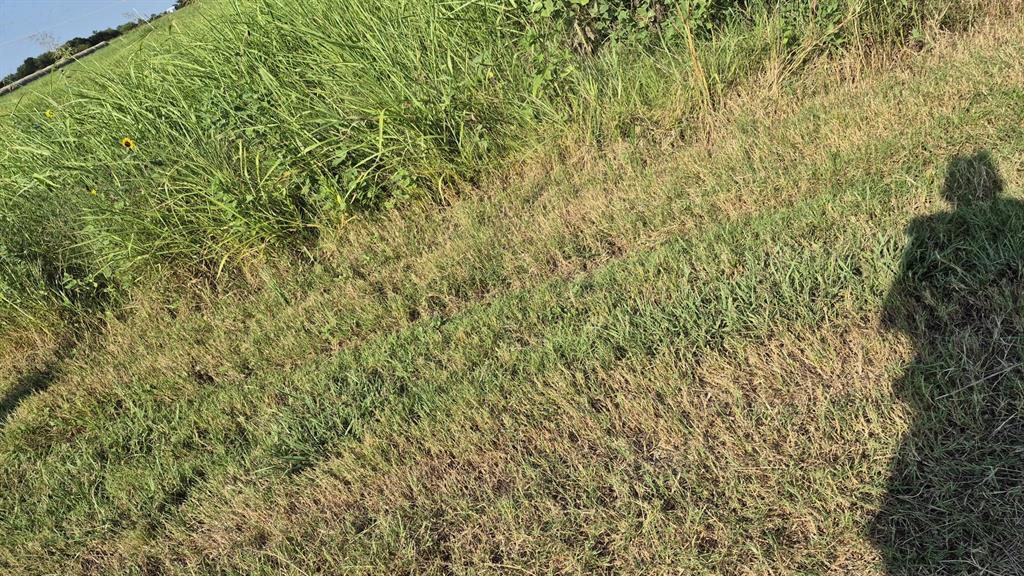 691 Farmer Road Ennis, TX 75119 - Photo 13 of 18 a close up of a plant