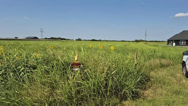 a view of a large yard with plants and large trees
