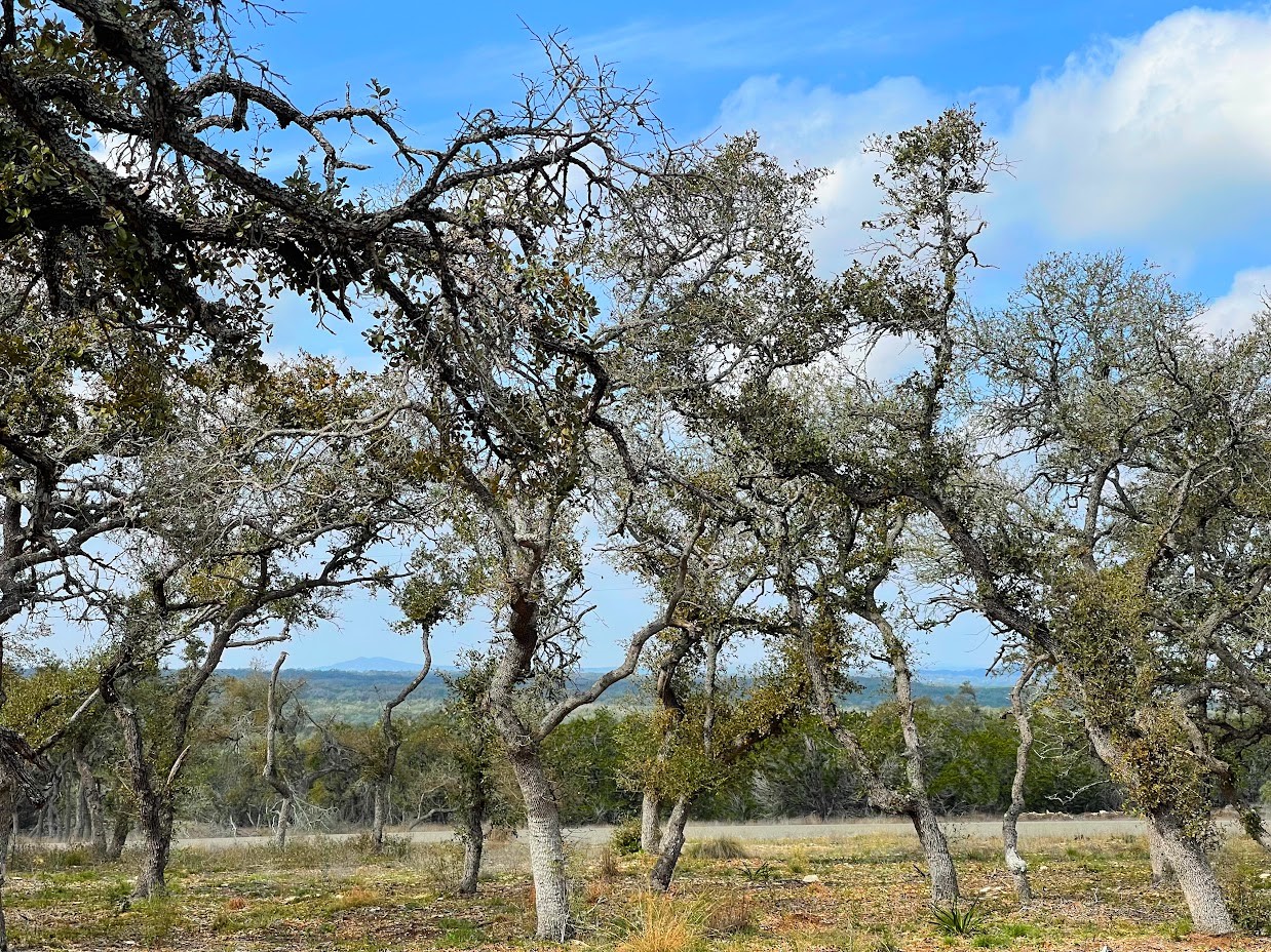 BIG views from this hilltop 5 acres in Old 32 Ranch.