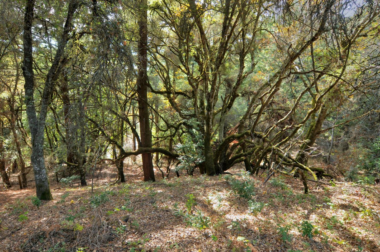 21690 Summit Road Los Gatos, CA 95033 - Photo 15 of 17 Gallery Image 15