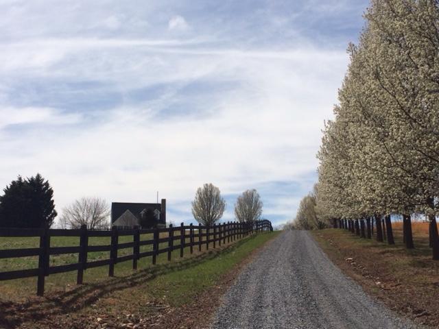 3218 Ayers Road Moneta, VA 24121 - Photo 48 of 67 a view of a yard with large trees