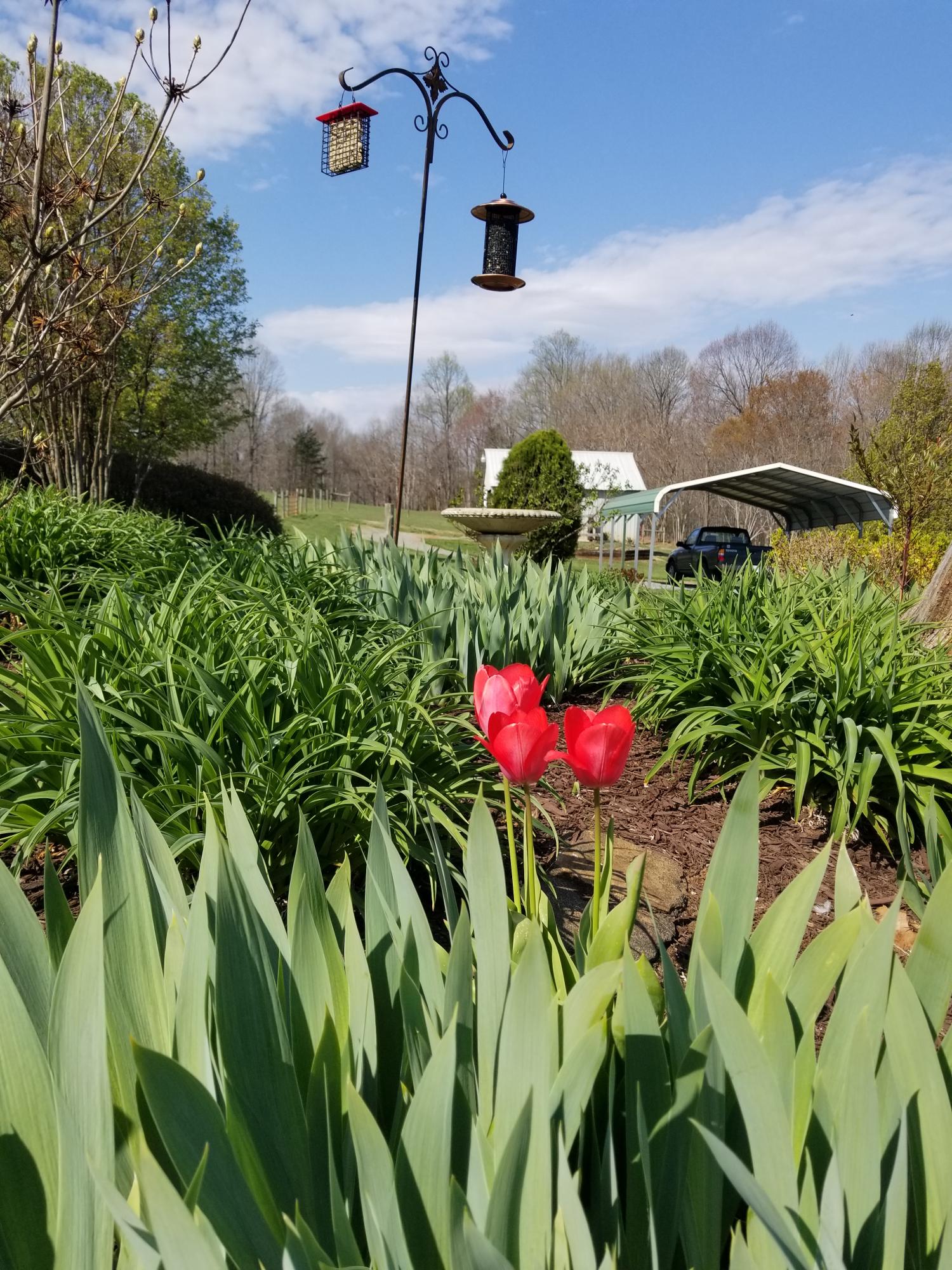 3218 Ayers Road Moneta, VA 24121 - Photo 52 of 67 a picture of flowers