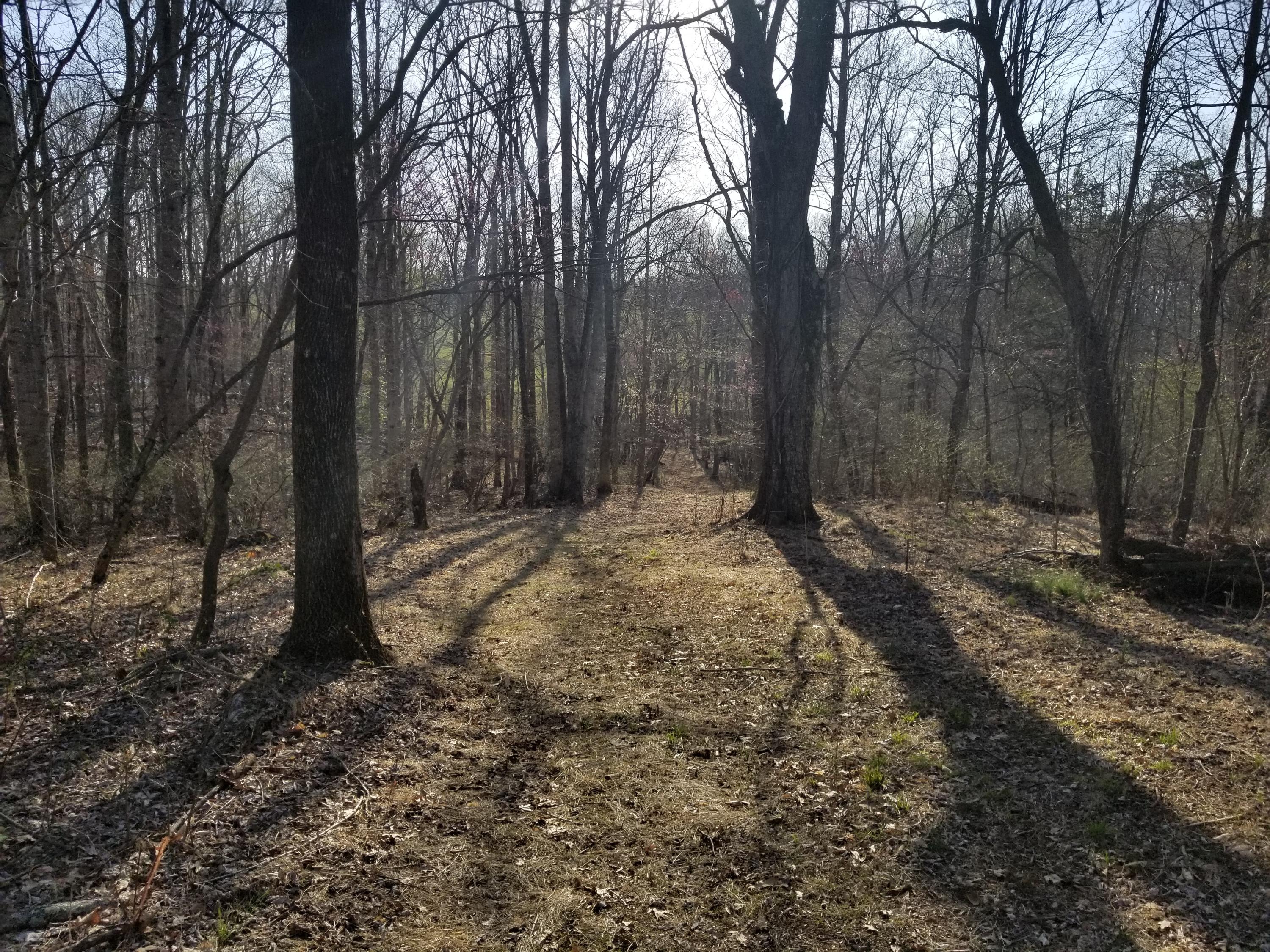 3218 Ayers Road Moneta, VA 24121 - Photo 62 of 67 A walk in the woods