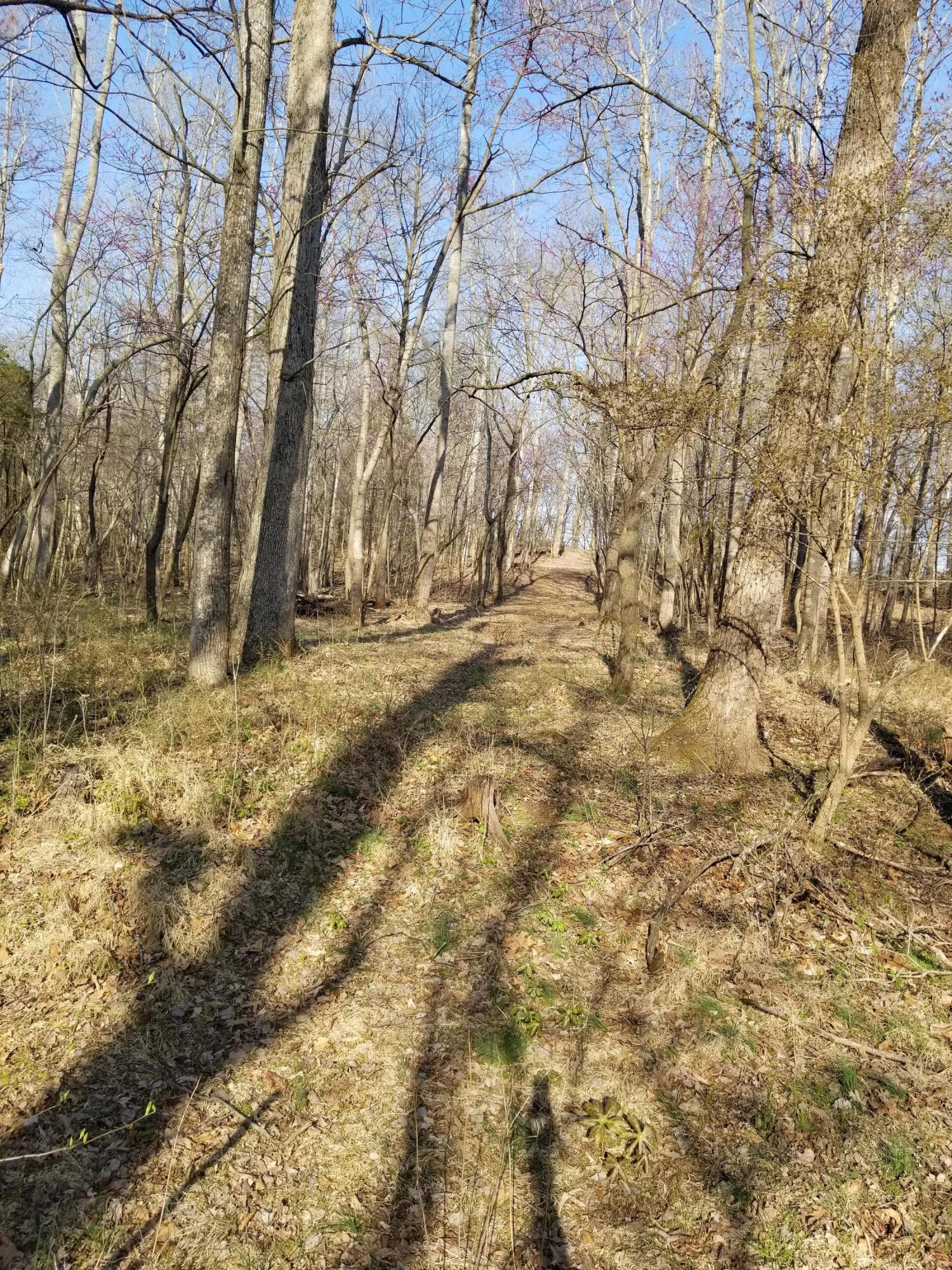 3218 Ayers Road Moneta, VA 24121 - Photo 64 of 67 a view of empty yard with large trees