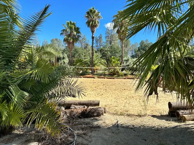 a view of a yard with plants and palm trees