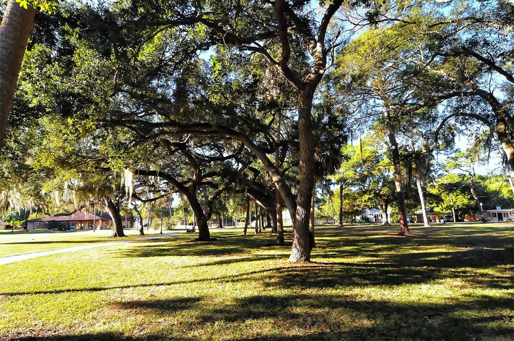 1860 7th Street Sarasota, FL 34236 - Photo 47 of 75 a view of a yard with large trees