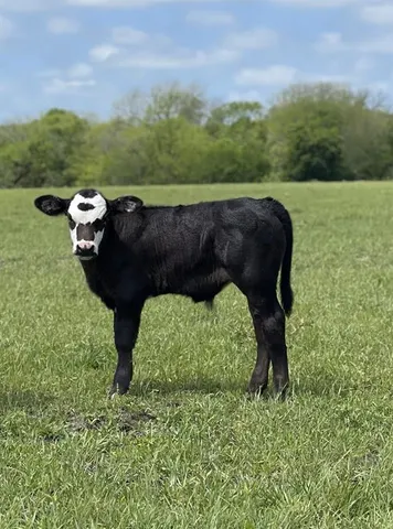 $950,000 | 3735 Bonham Tx 75418, Leonard, TX 75452