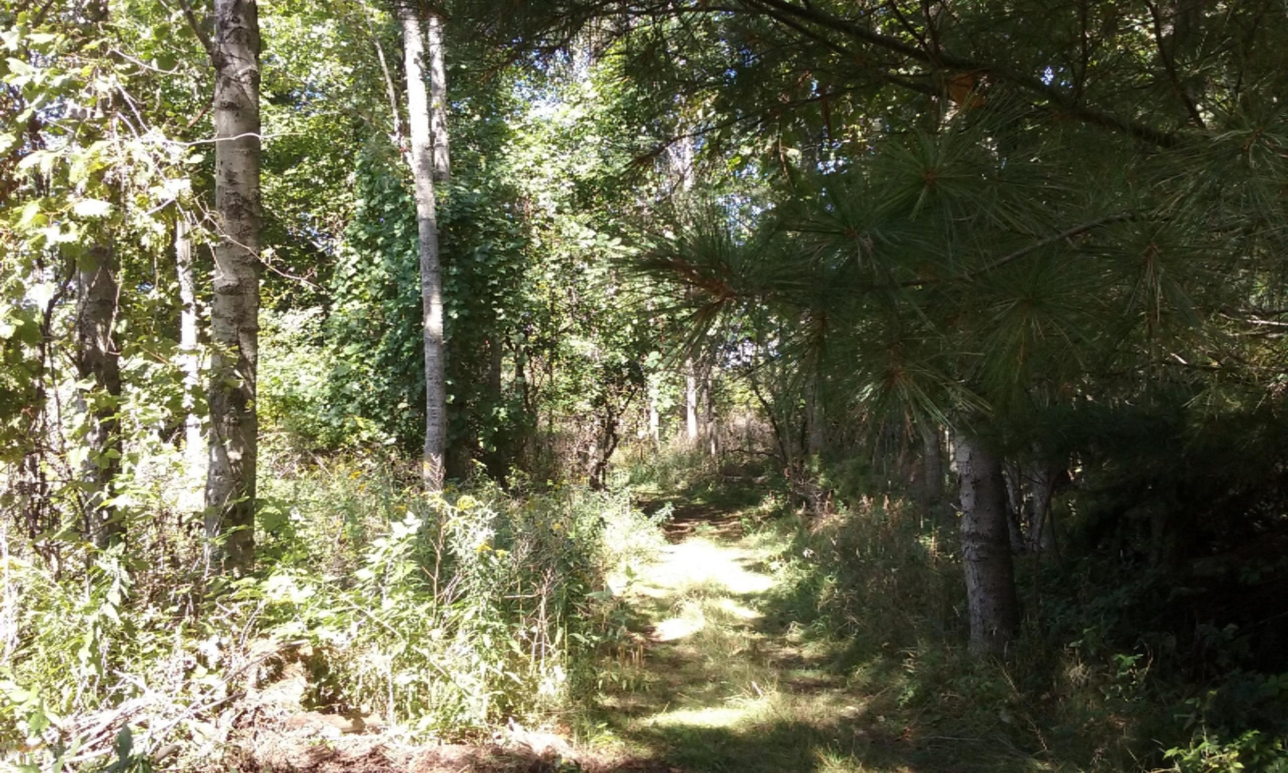 8600 Bayview Road Onekama, MI 49675 - Photo 57 of 65 2016-09-01 12.02.38