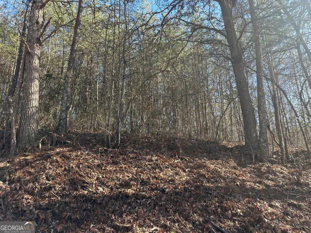 a view of a forest with trees