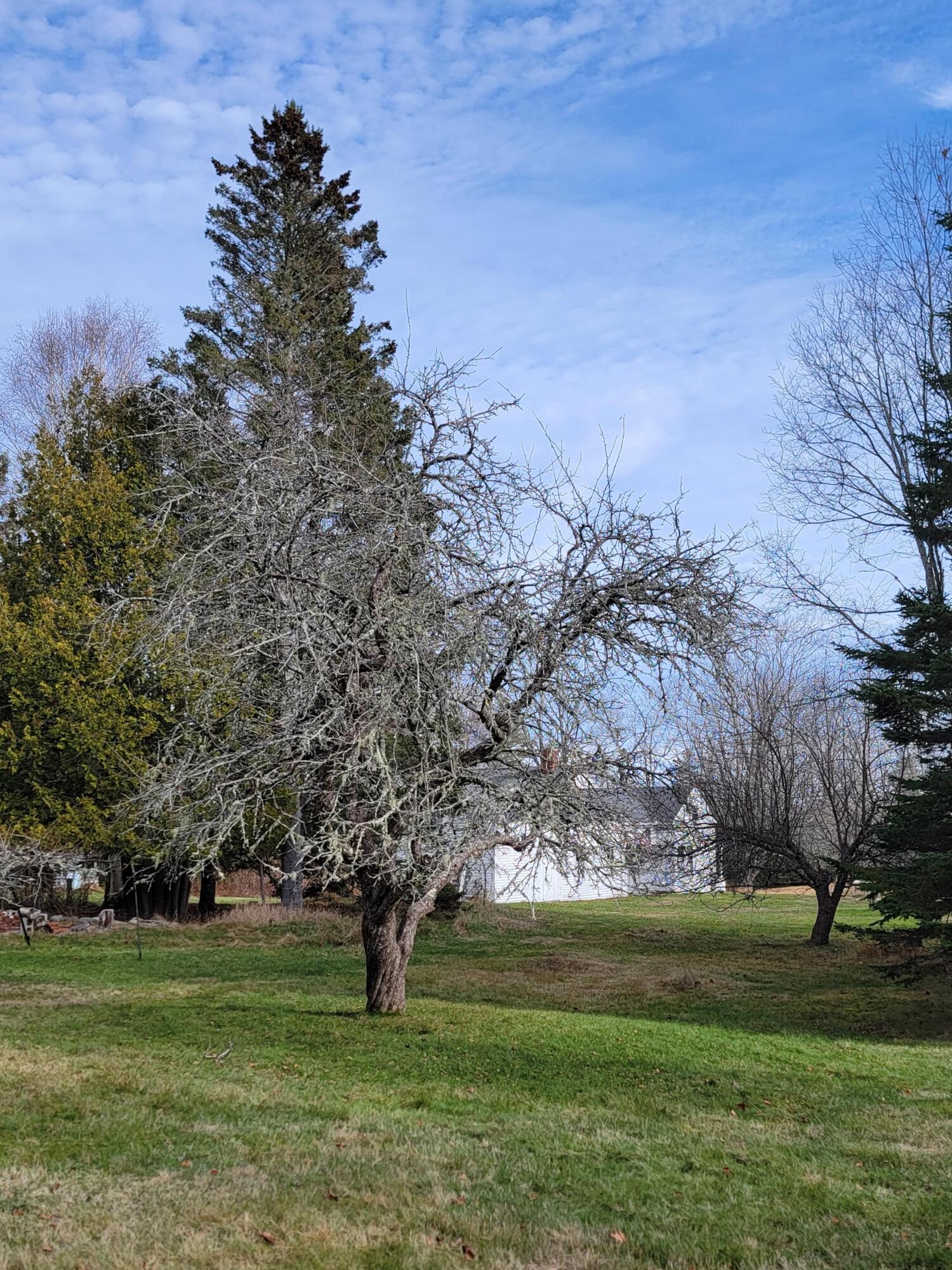 563 East Side Road Hancock, ME 04640 - Photo 54 of 79 Apple tree