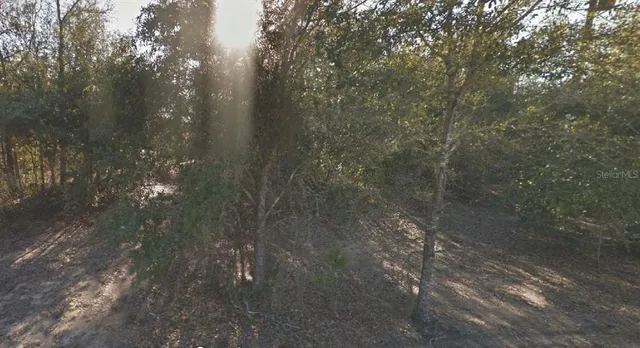 a picture of a tree in a yard