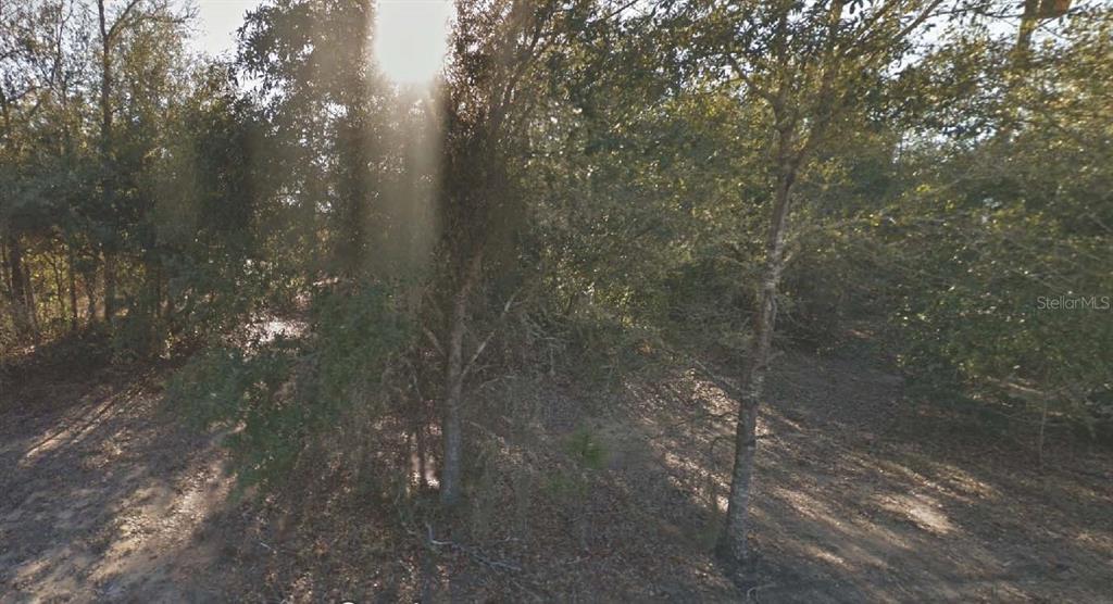 304 California Avenue Interlachen, FL 32148 - Photo 1 of 3 a picture of a tree in a yard