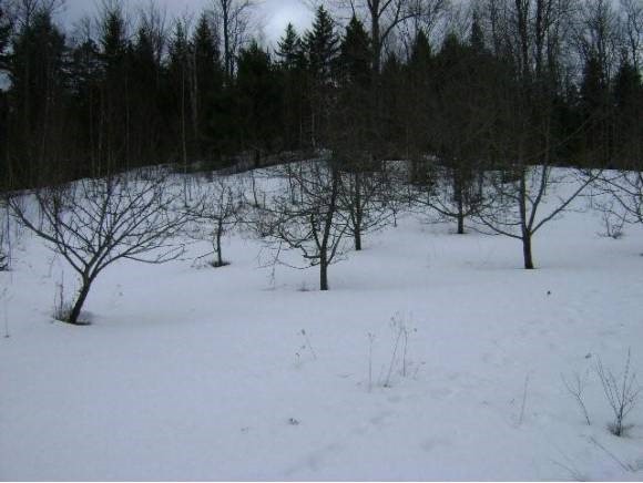 538 Mink Farm Road Lowell, VT 05847 - Photo 6 of 17
