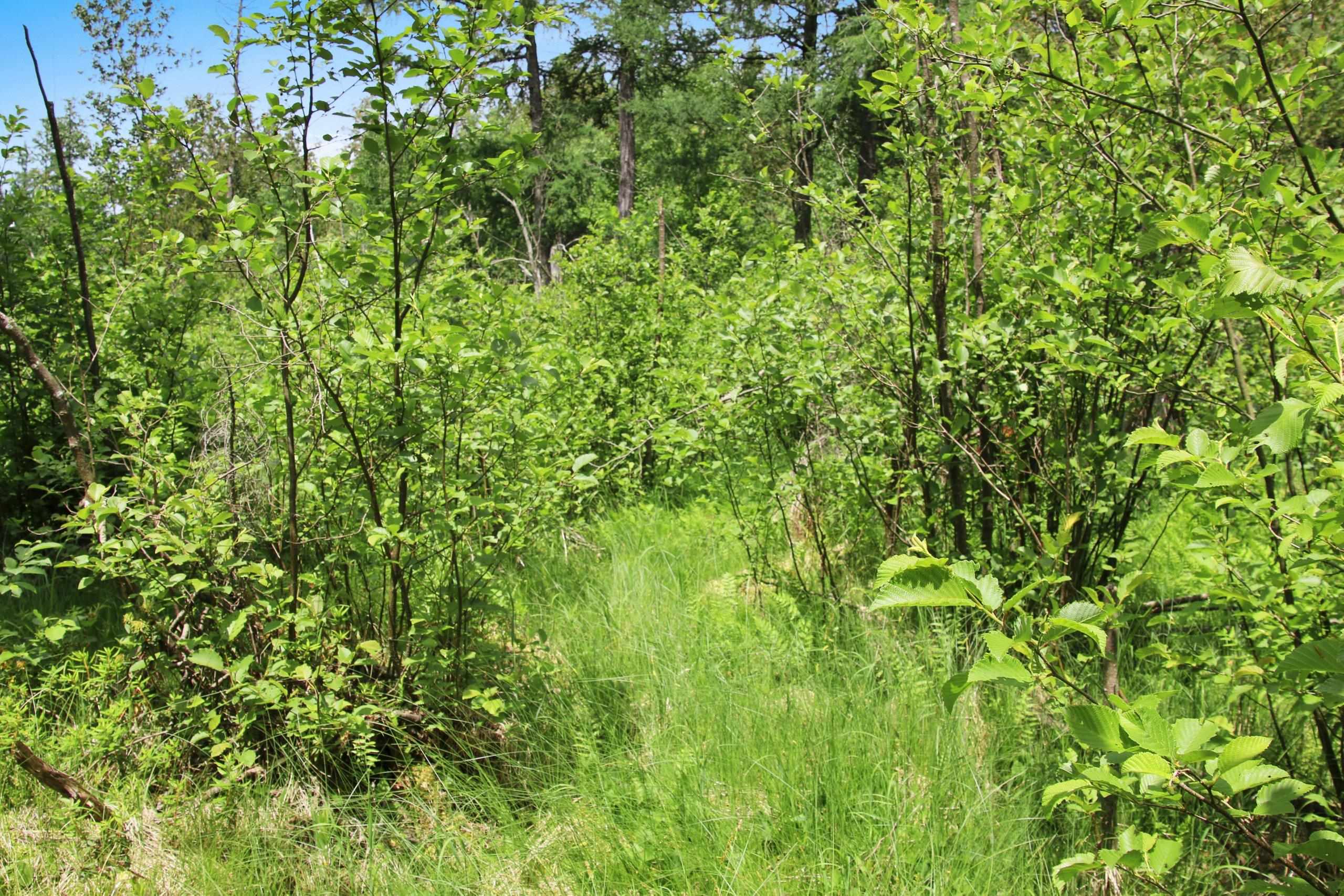 Bogus Road Deerbrook, WI 54424 - Photo 65 of 78