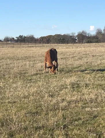 a view of a lake from a yard