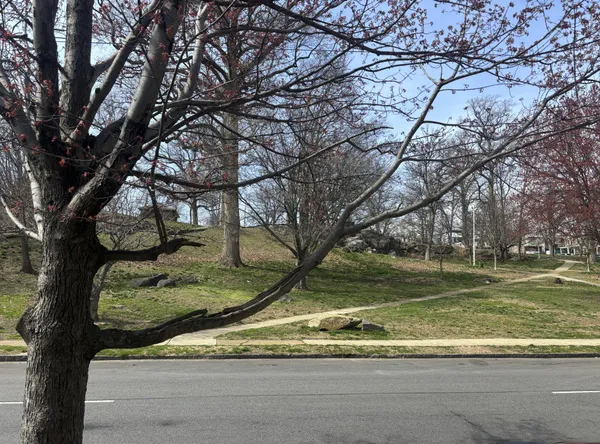 a view of a yard with a tree