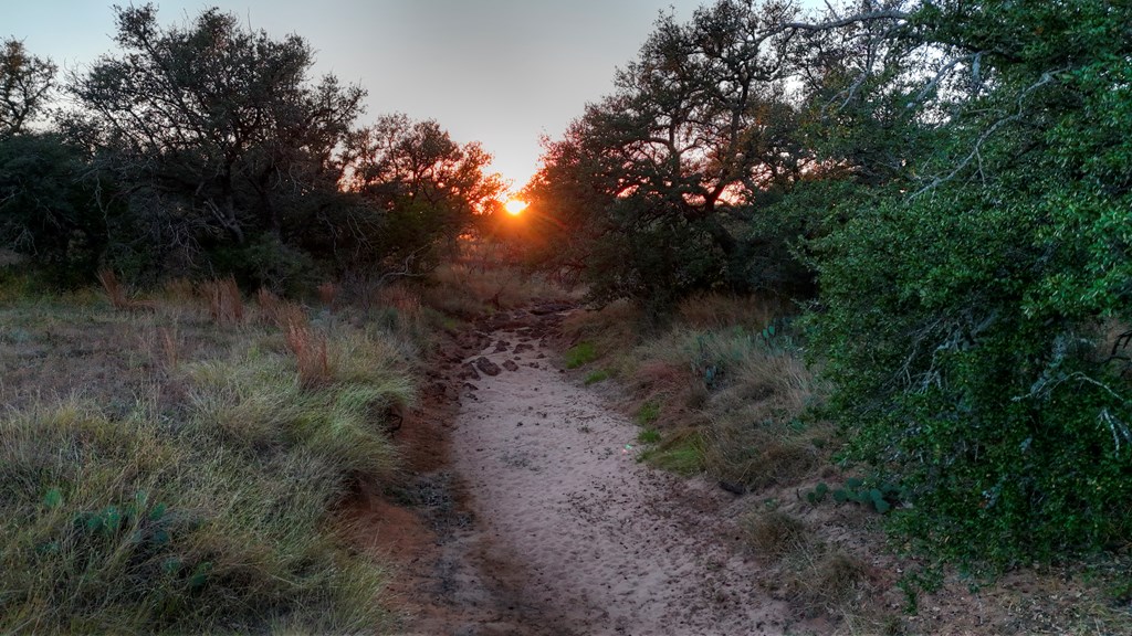 18248 Bode Peak Road Pontotoc, TX 76869 - Photo 13 of 17 a view of a yard in a forest