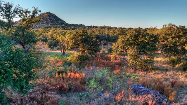 a view of a tree in a field