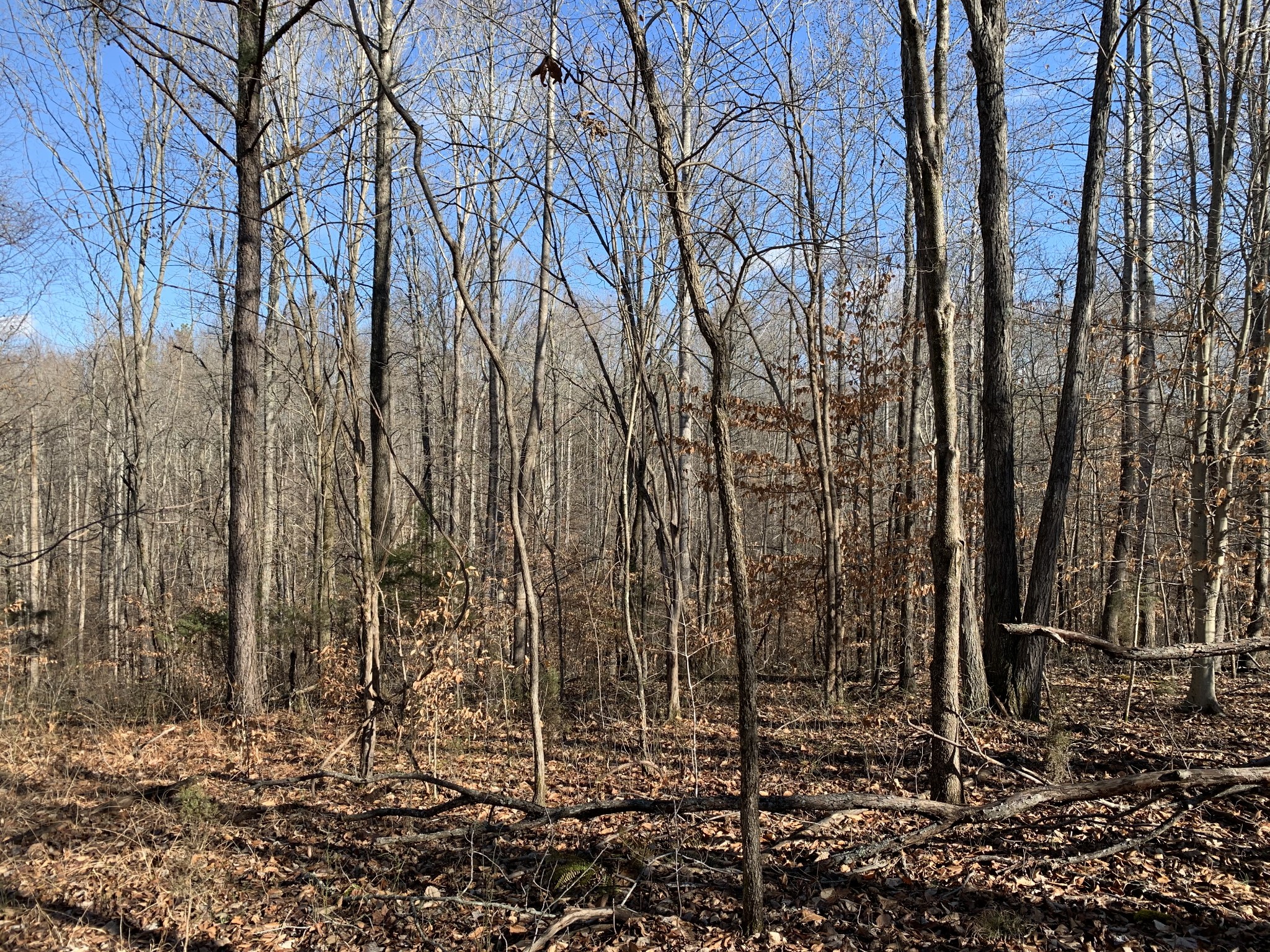 2624 Agnew Road Pulaski, TN 38478 - Photo 24 of 46
