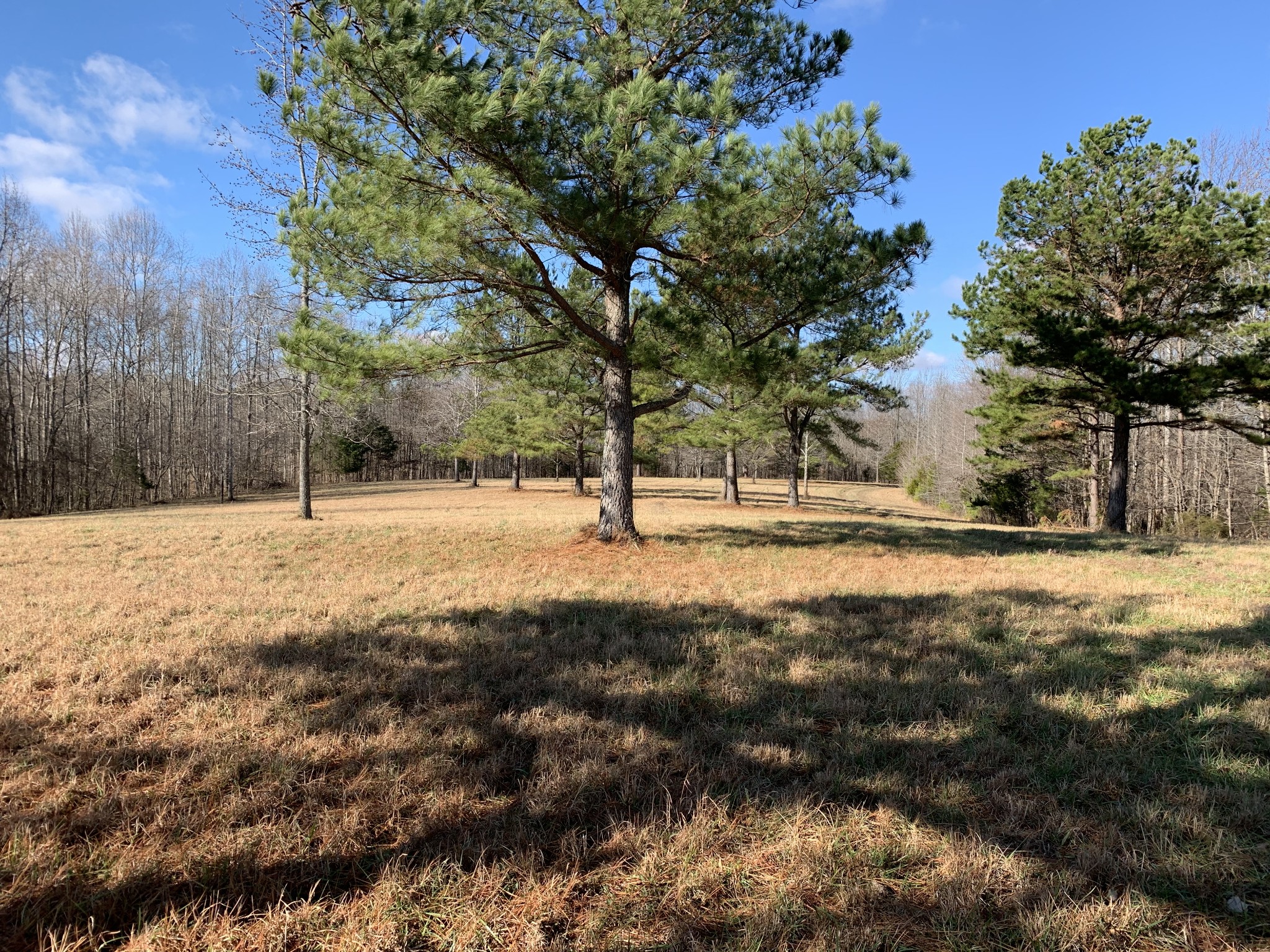 2624 Agnew Road Pulaski, TN 38478 - Photo 31 of 46