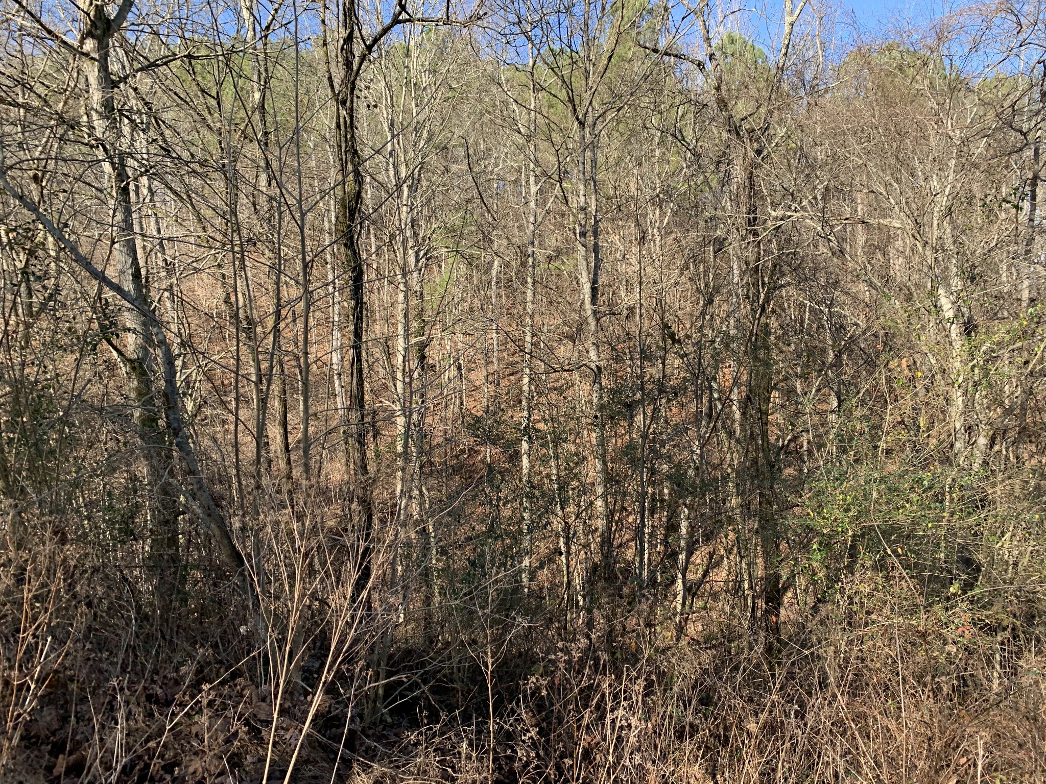 2624 Agnew Road Pulaski, TN 38478 - Photo 36 of 46