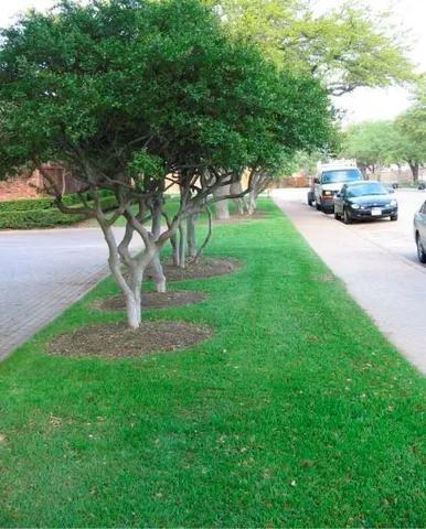 a view of a yard with car parked