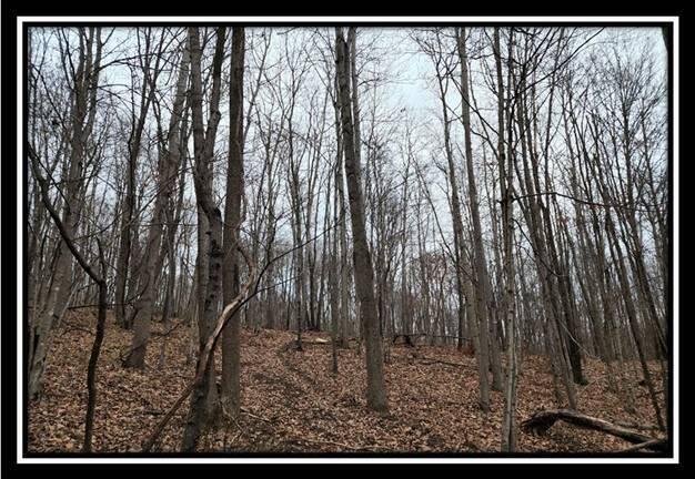 0 Black Run Road, Unit TRACT 8) Chillicothe, OH 45601 - Photo 23 of 47 image024