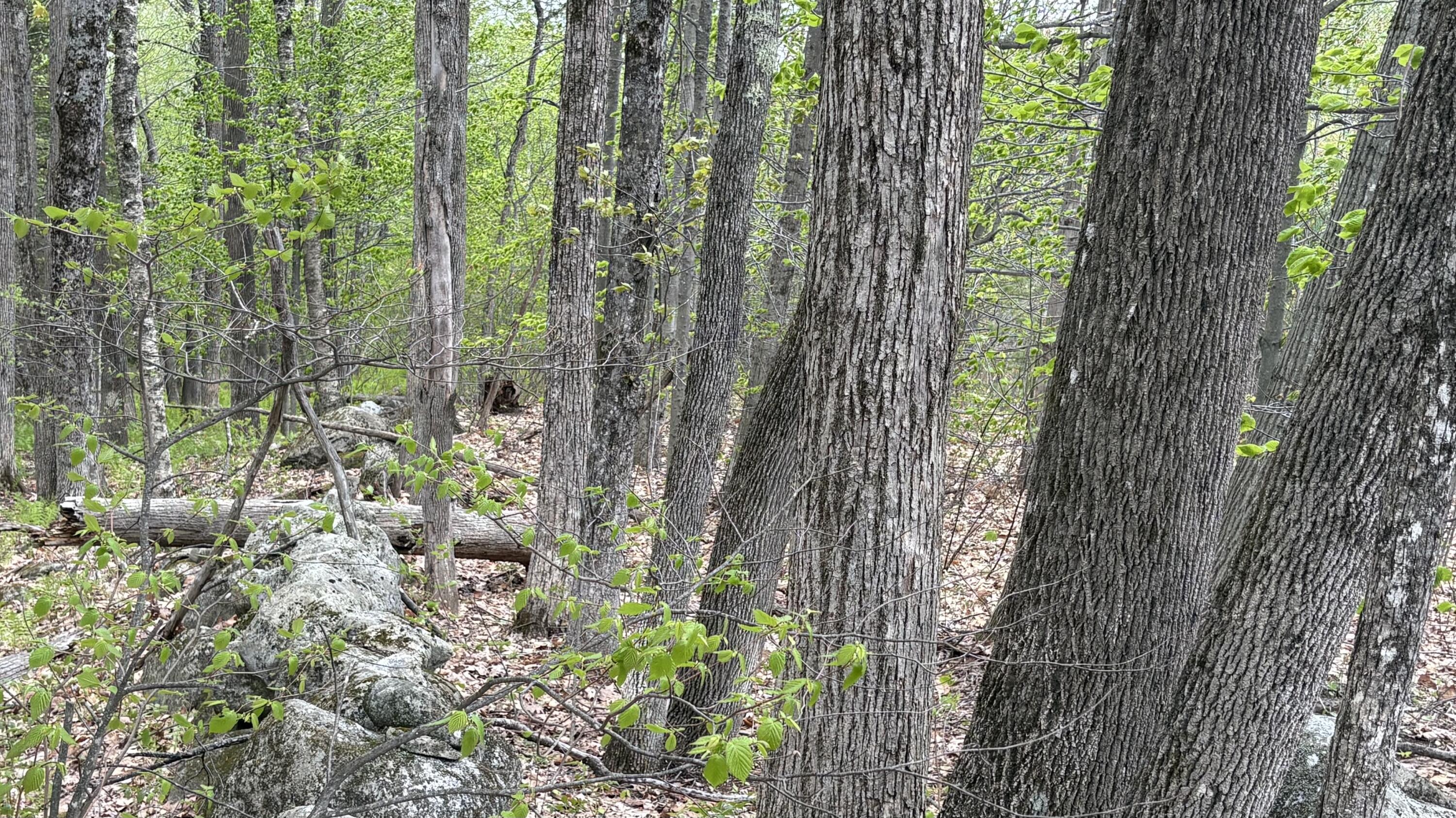 Lot #042 Tower Road, Unit M 005 L 042 Vienna, ME 04360 - Photo 1 of 12 IMG_9433