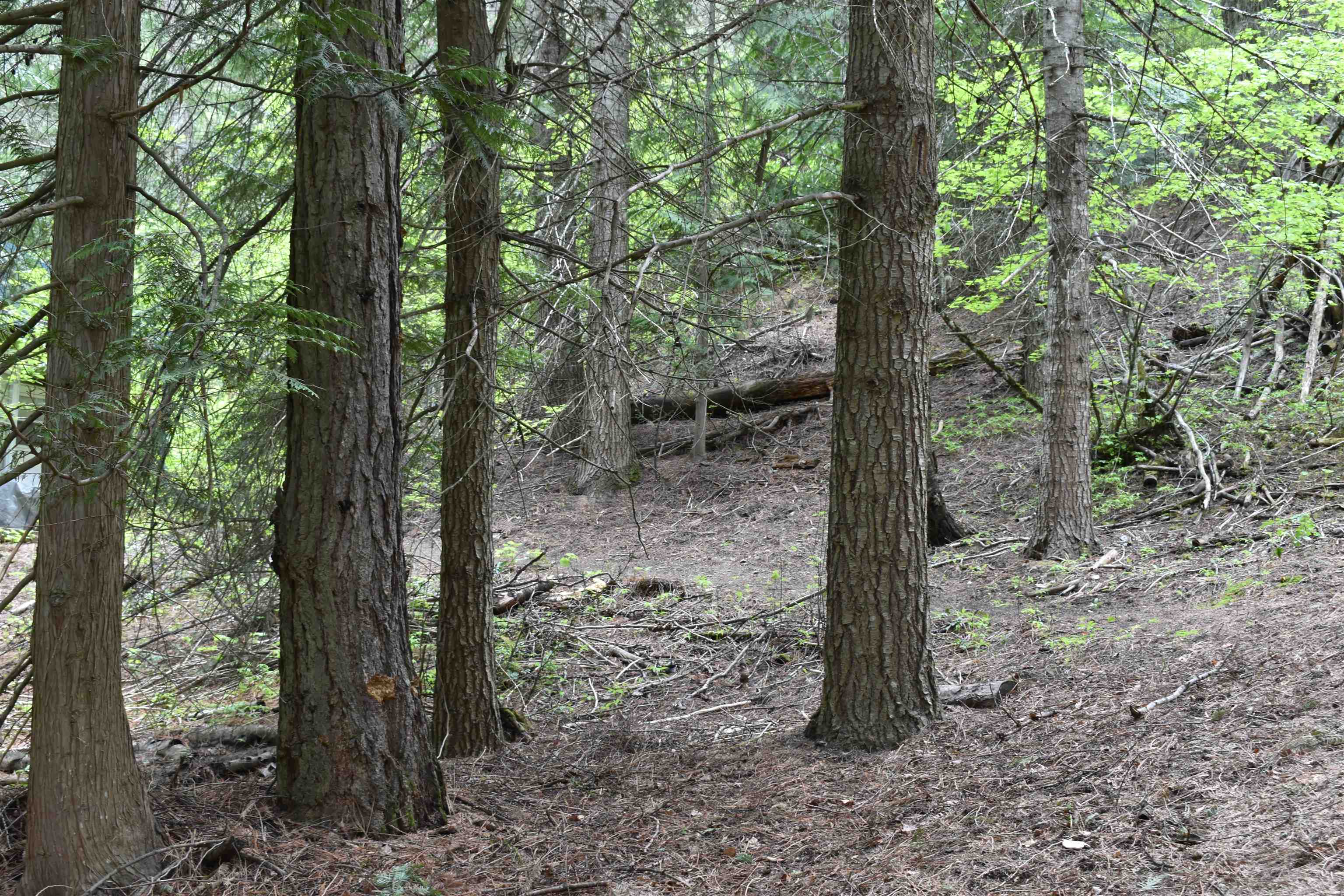 4081 Tamarack Bay Road Loon Lake, WA 99148 - Photo 13 of 29 Gallery Image 13