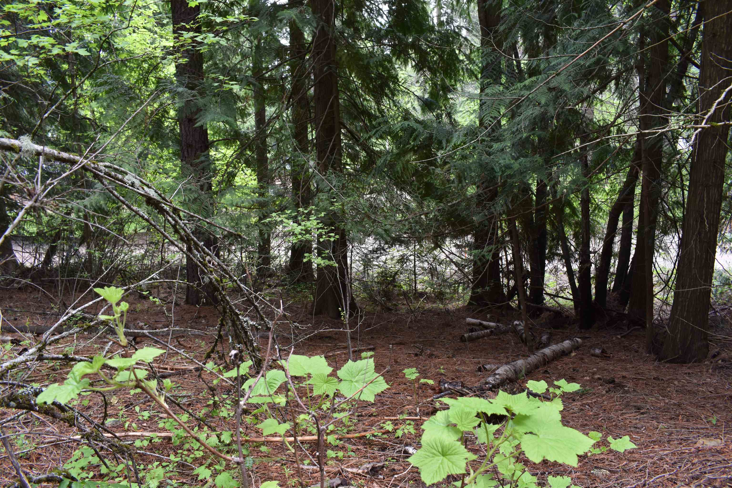4081 Tamarack Bay Road Loon Lake, WA 99148 - Photo 18 of 29 Gallery Image 18