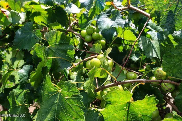 $1,150,000 | 1548 Highway 43, Pelahatchie, MS 39145