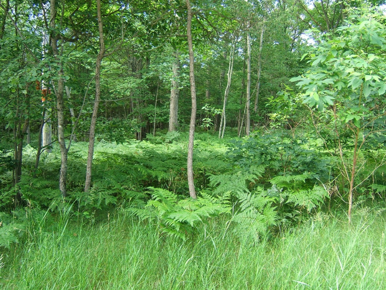 West Bard Road Whitehall, MI 49461 - Photo 5 of 8