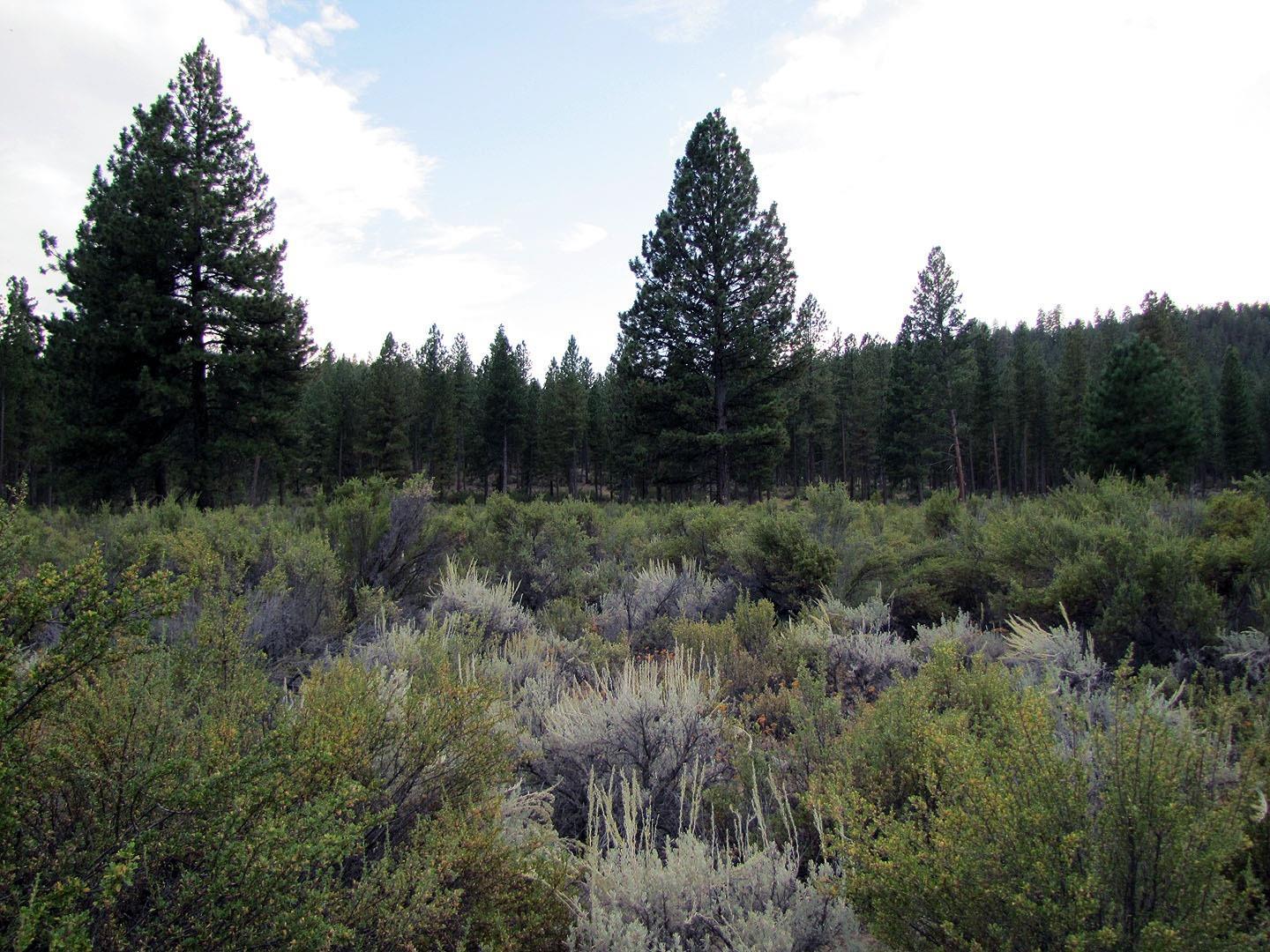 0 Sprague River Road Chiloquin, OR 97624 - Photo 4 of 15 Additional Photo