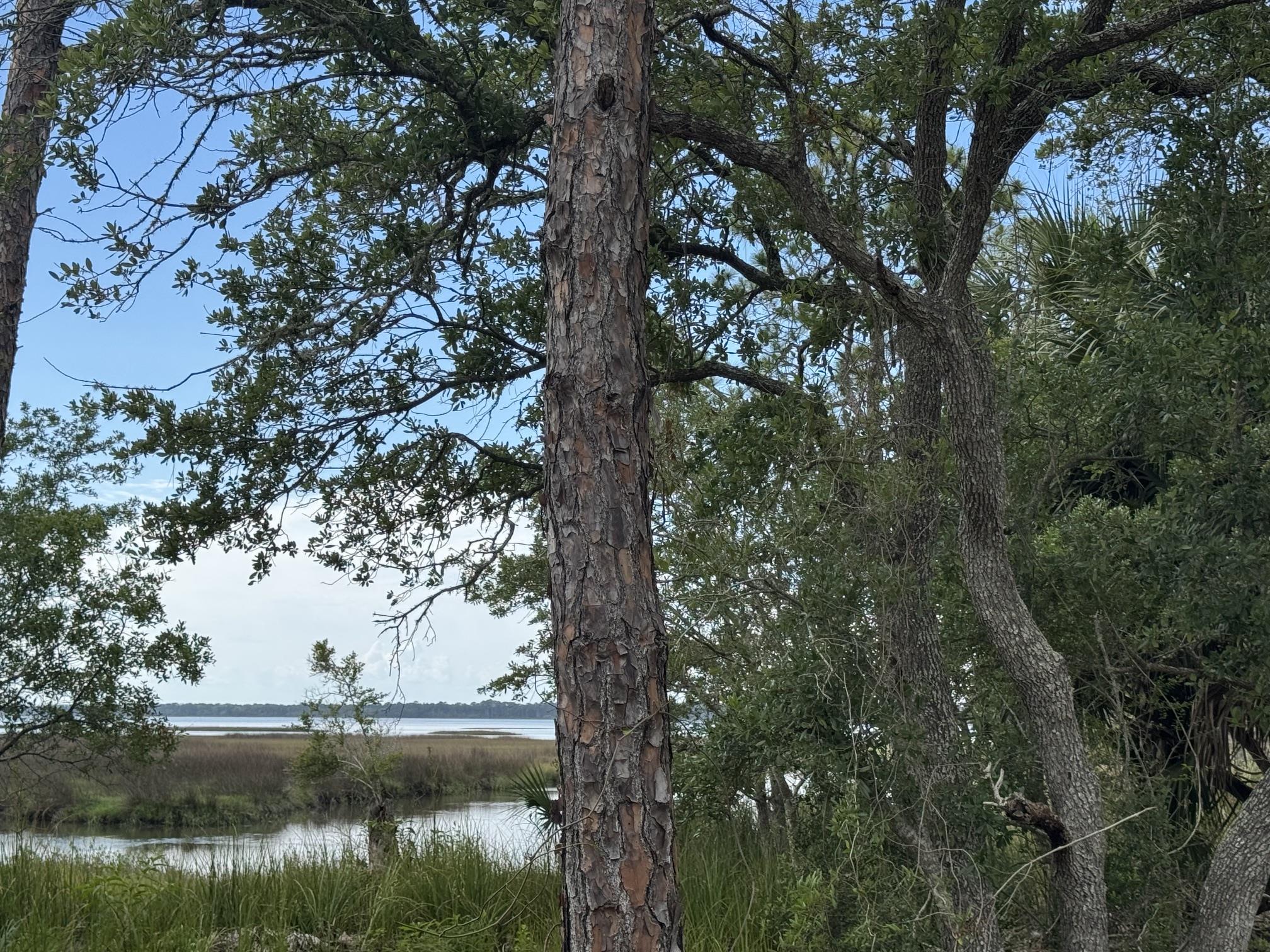 1272 Angus Morrison Road Alligator Point, FL 32346 - Photo 9 of 20