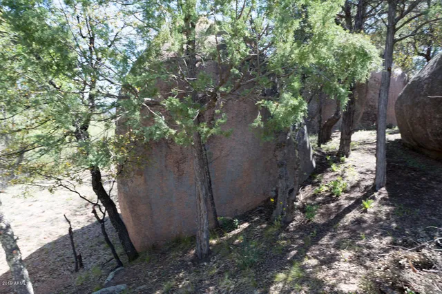 a view of a yard with plants and a tree