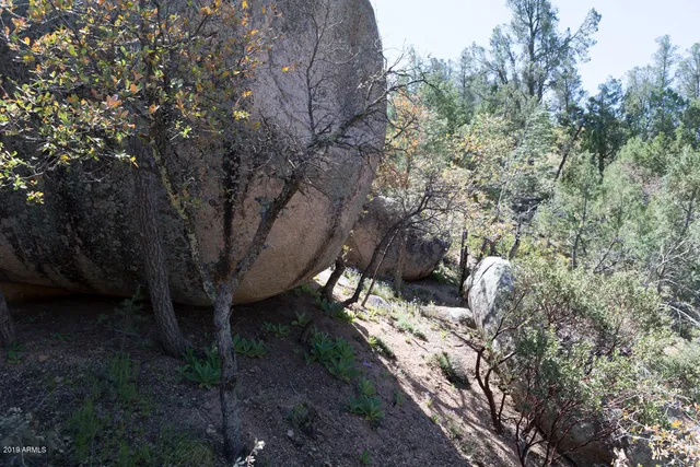 a view of a yard with large trees