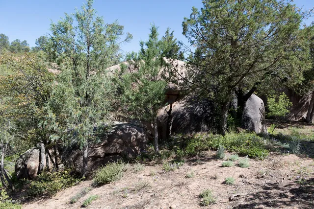 a view of a forest filled with trees