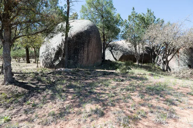 a view of a forest with trees
