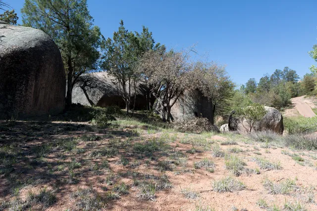 a view of a forest with a tree