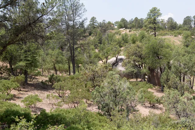 a view of a forest with lots of trees