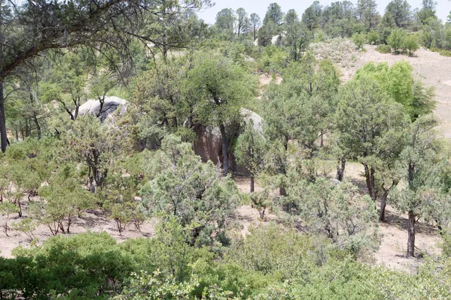 a view of a yard with a tree