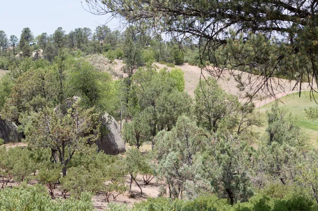 a view of a yard with large trees
