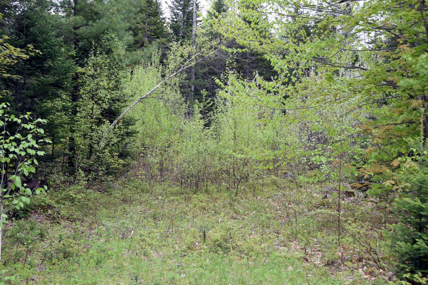 7a Halls Bridge Road Canaan, ME 04924 - Photo 11 of 44 Lot 2
