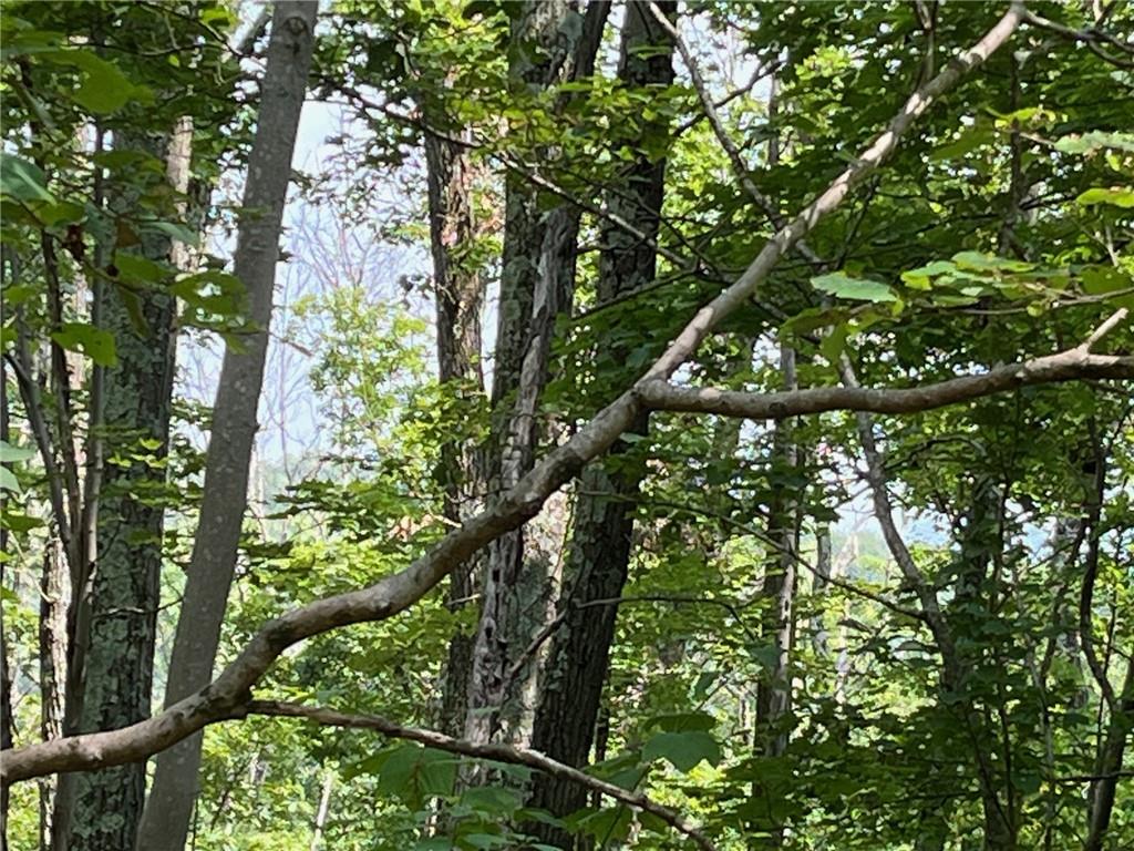 Cascade Mountain Road Amenia, NY 12501 - Photo 6 of 15 a view of tree