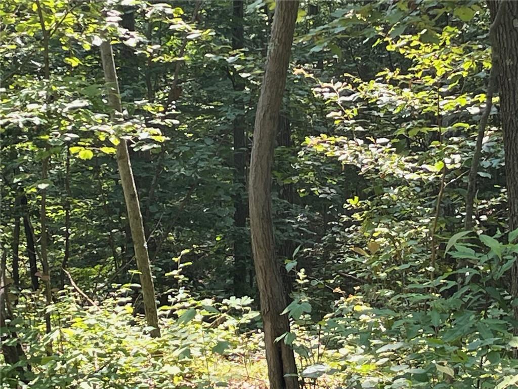 Cascade Mountain Road Amenia, NY 12501 - Photo 8 of 15 a view of tree