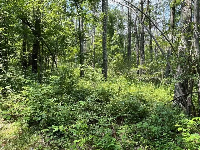 a view of a forest with trees