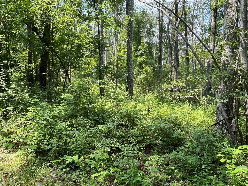 Cascade Mountain Road Amenia, NY 12501 - Photo 9 of 15 a view of a lush green forest