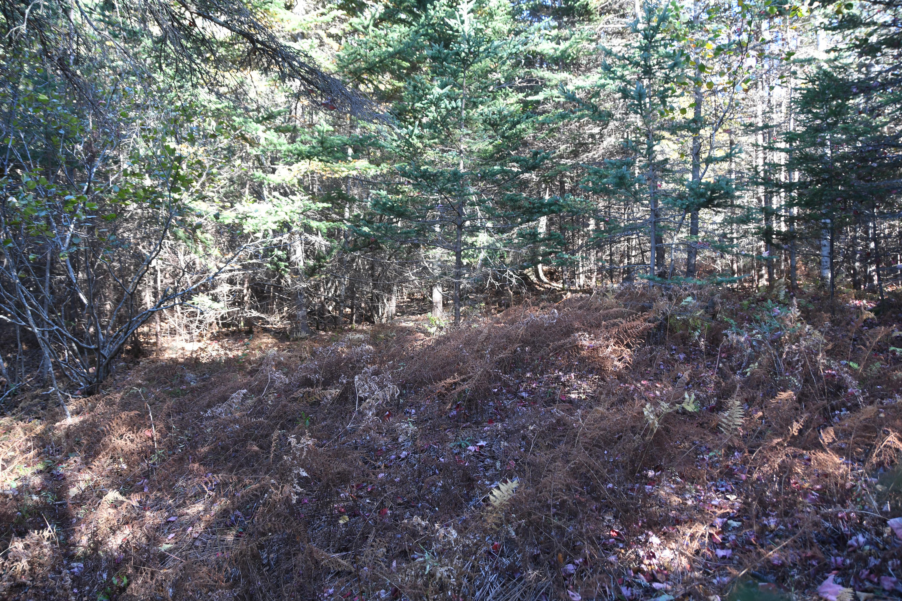 01 North Deer Isle Road Deer Isle, ME 04627 - Photo 33 of 34 20171021_AnneKeck_038