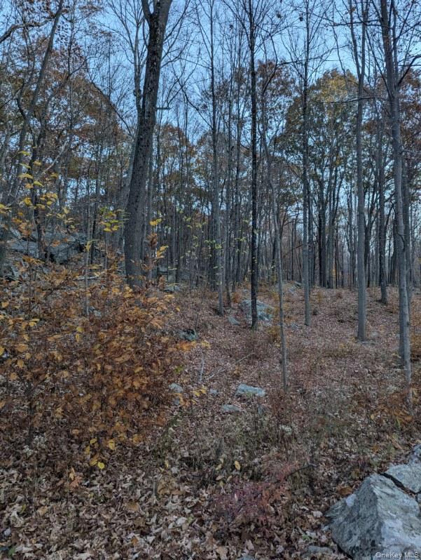 250 Hortontown Road Hopewell Junction, NY 12533 - Photo 2 of 5 a view of a forest with trees in the background