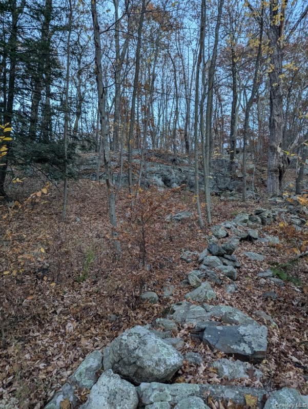 250 Hortontown Road Hopewell Junction, NY 12533 - Photo 4 of 5 a view of a forest with trees in the background